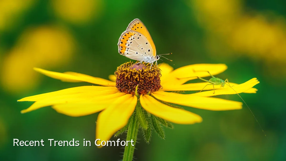Recent Trends in Comfort