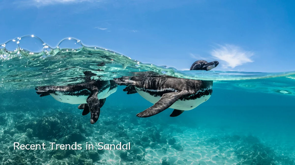 Recent Trends in Sandal